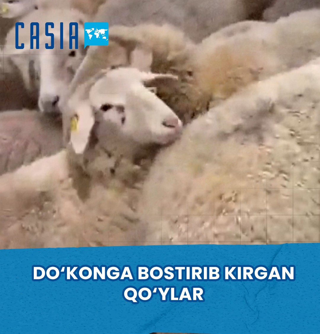 Flock of sheep storms supermarket in Germany