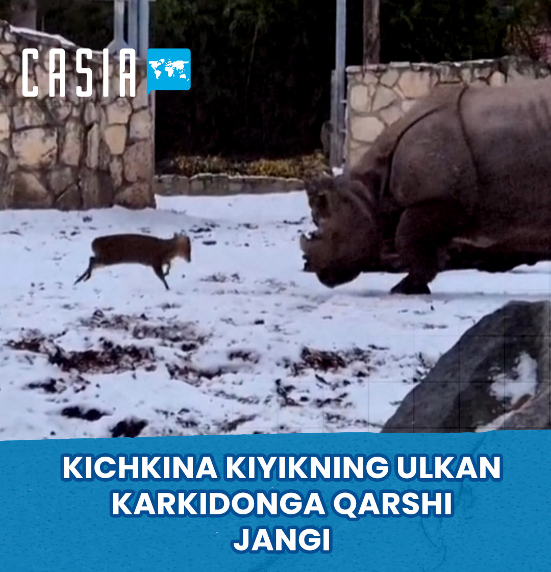 A small deer fights a giant rhino! 