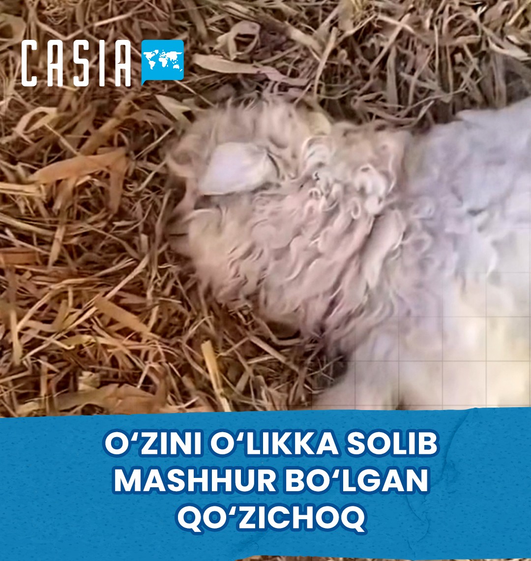 Lamb Becomes Famous for “Playing Dead”