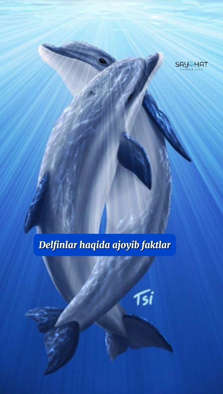 5 Amazing Facts About Dolphins