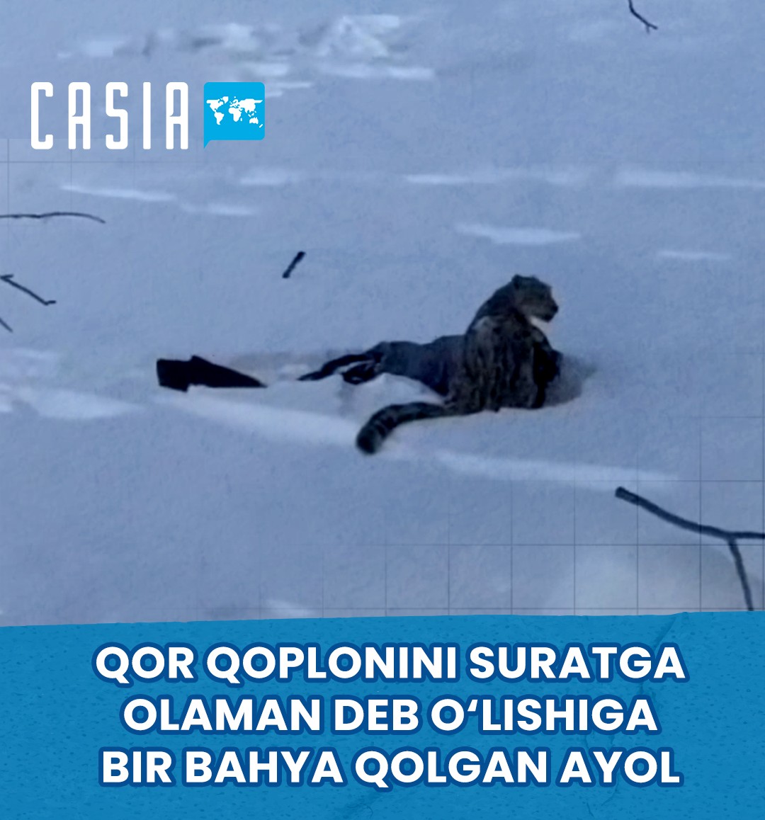 Woman Nearly Killed While Trying to Photograph a Snow Leopard