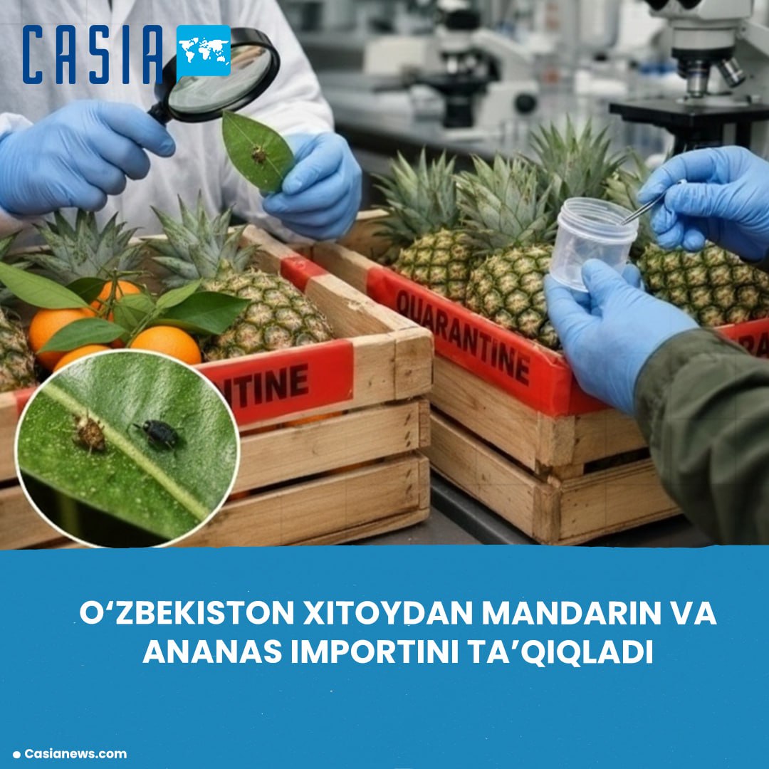 Uzbekistan Temporarily Bans Import of Mandarins and Pineapples from China