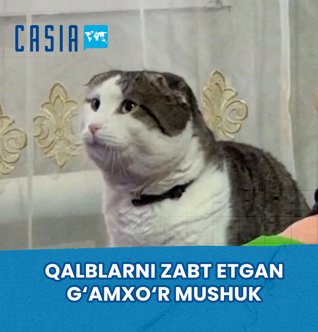A cat that warmed hearts with its gaze