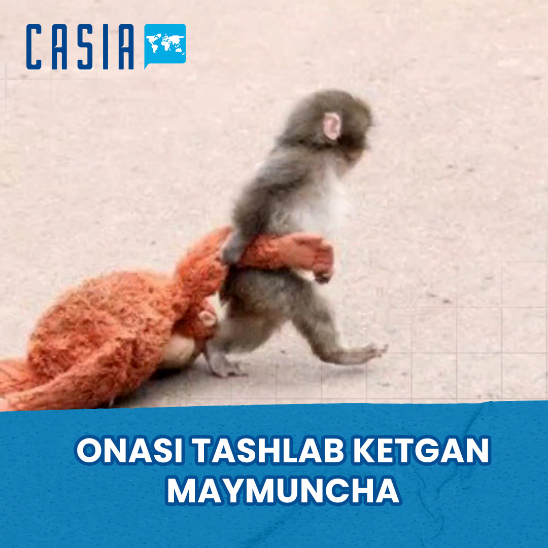 Monkey raised by toy “mother” wins hearts around the world