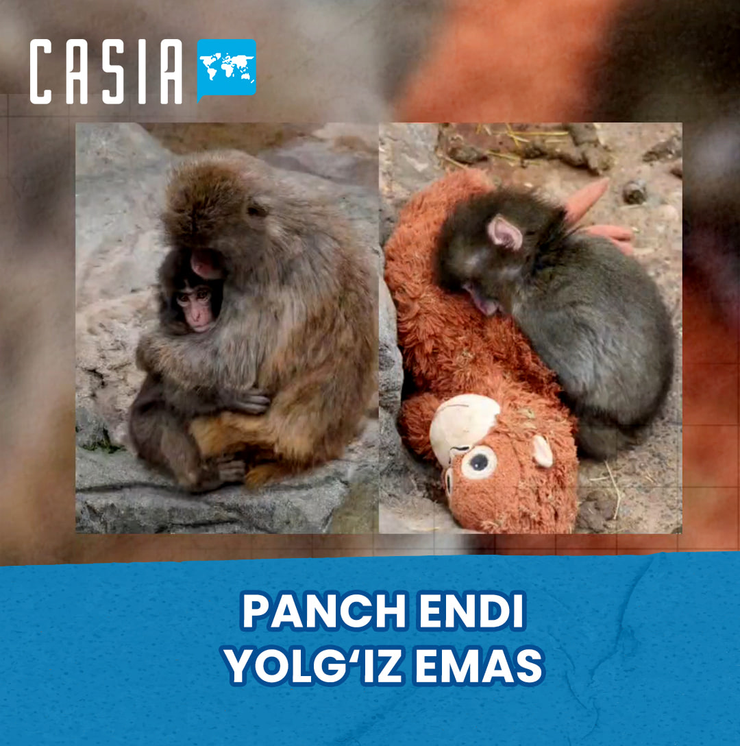 Panch is no longer alone