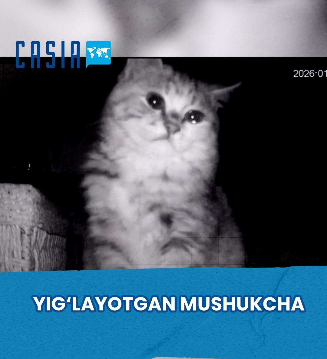 Crying Cat Moves Social Media Users