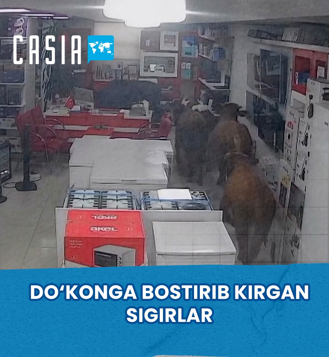 Cows Stormed into a Store
