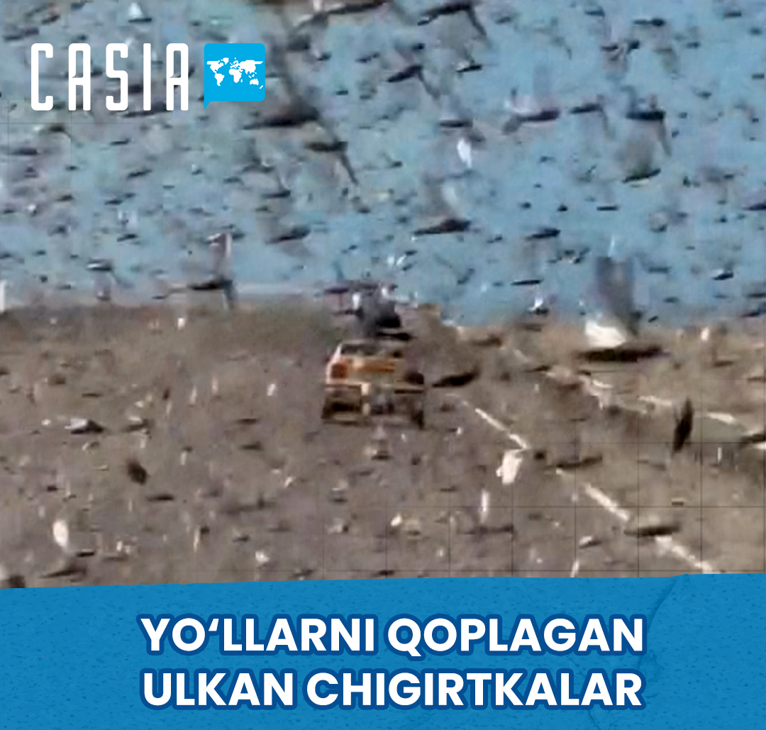 Giant locusts cover desert roads 