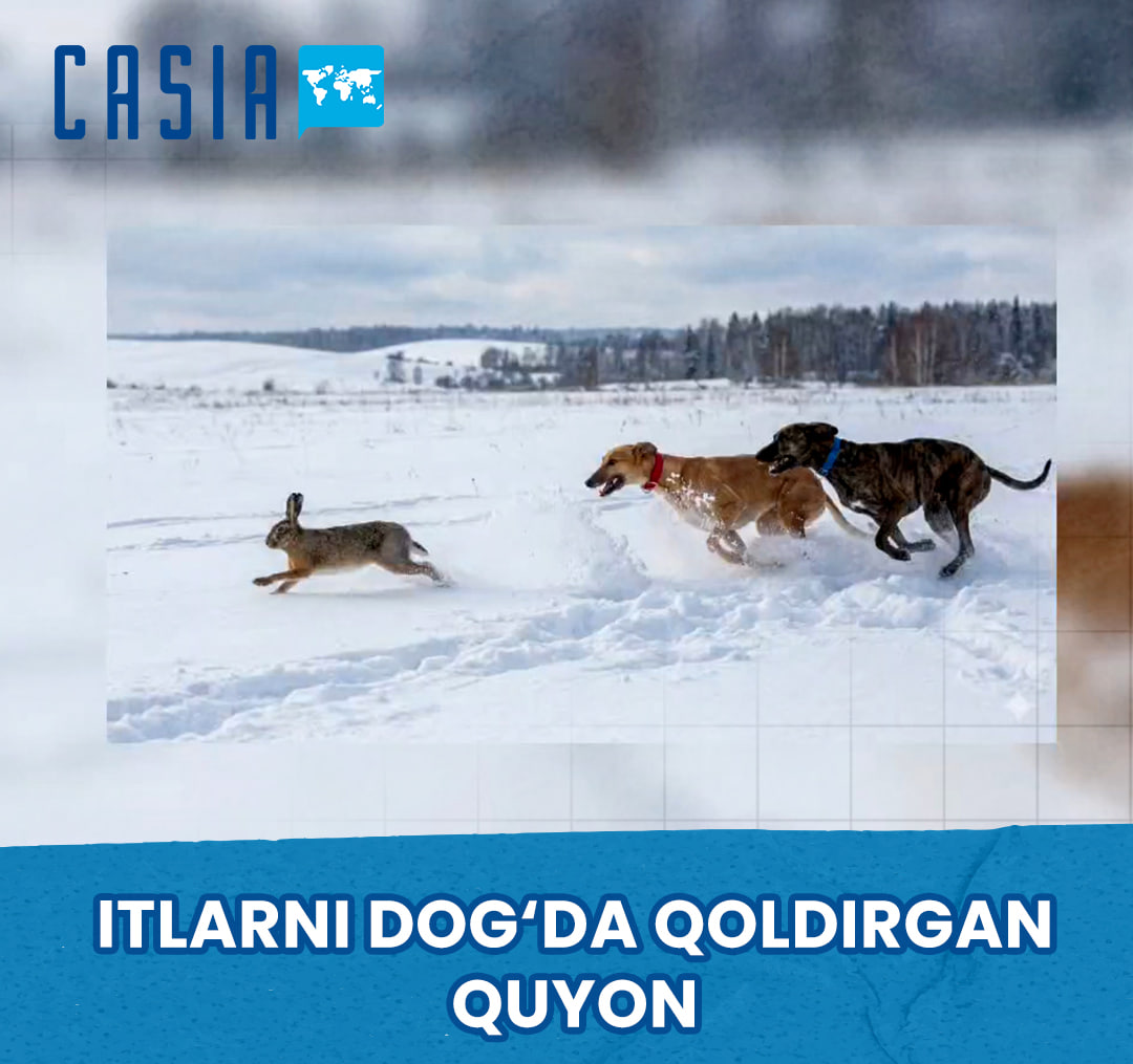 A fierce scene in the steppe: a hare outruns hunting dogs