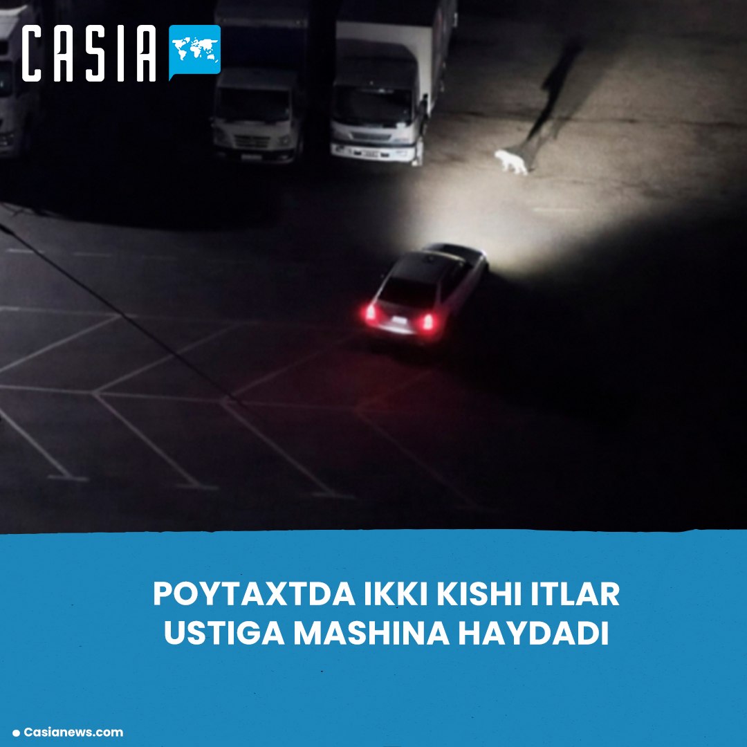 Those who drove over dogs in Tashkent were brought to trial 