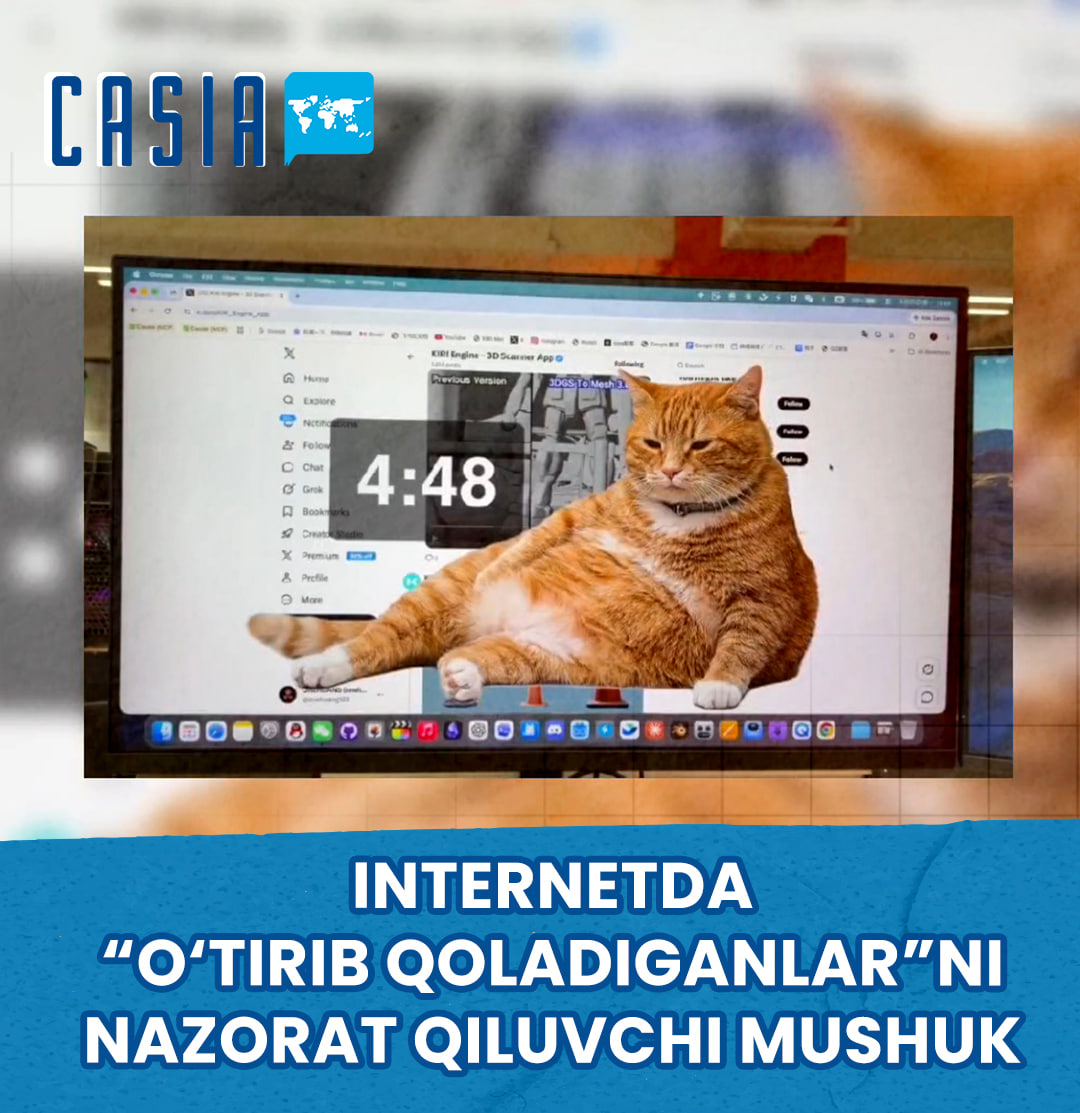 A cat that controls those who “sit down” on social networks 🐱