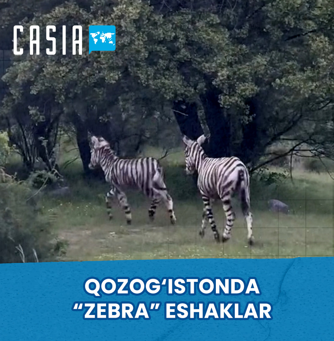 Donkeys painted like zebras in Kazakhstan have exploded the Internet