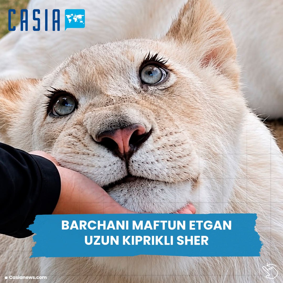 Lion with eyelashes like a Disney princess has become an internet star 