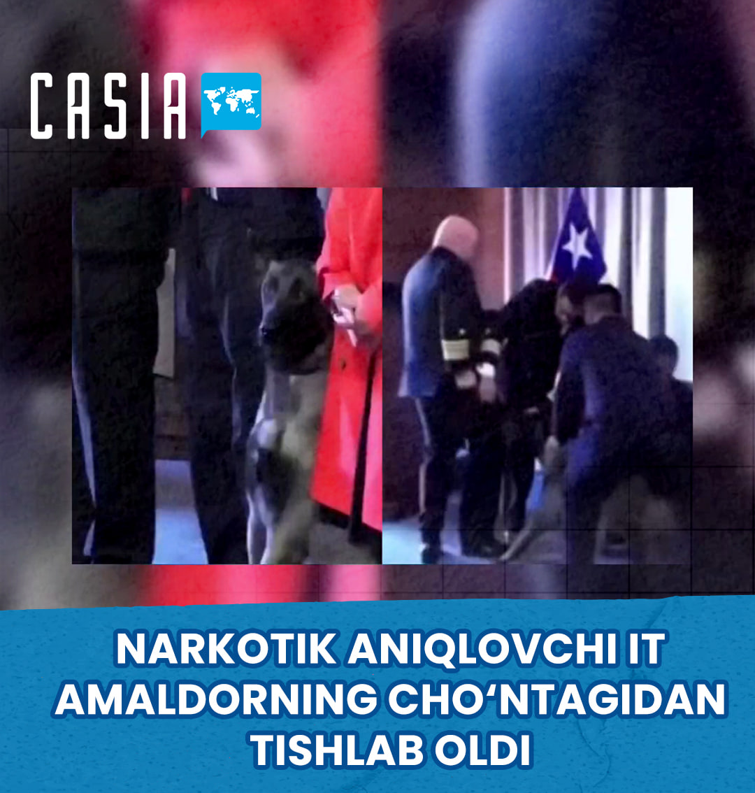 Drug-sniffing dog in Chile bites vice admiral's pocket