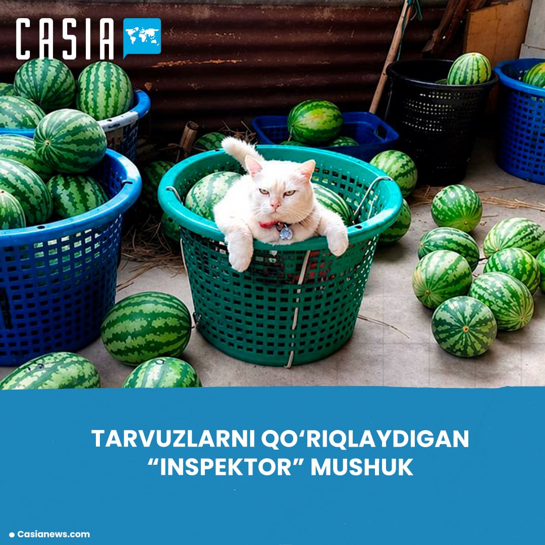 Watermelon Guardian: Serious-Looking Cat Takes the Internet by Storm