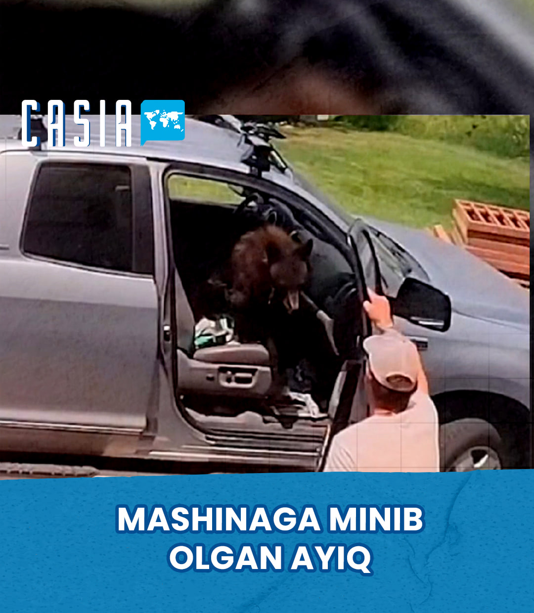 The Bear Who Wanted to Be a “Driver”