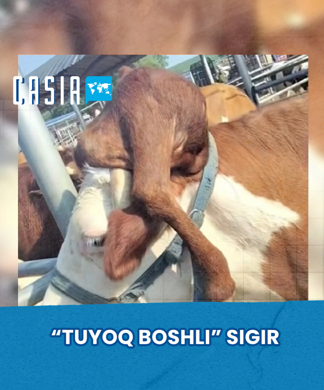Cow With Hoof on Its Head Becomes Internet Sensation in China