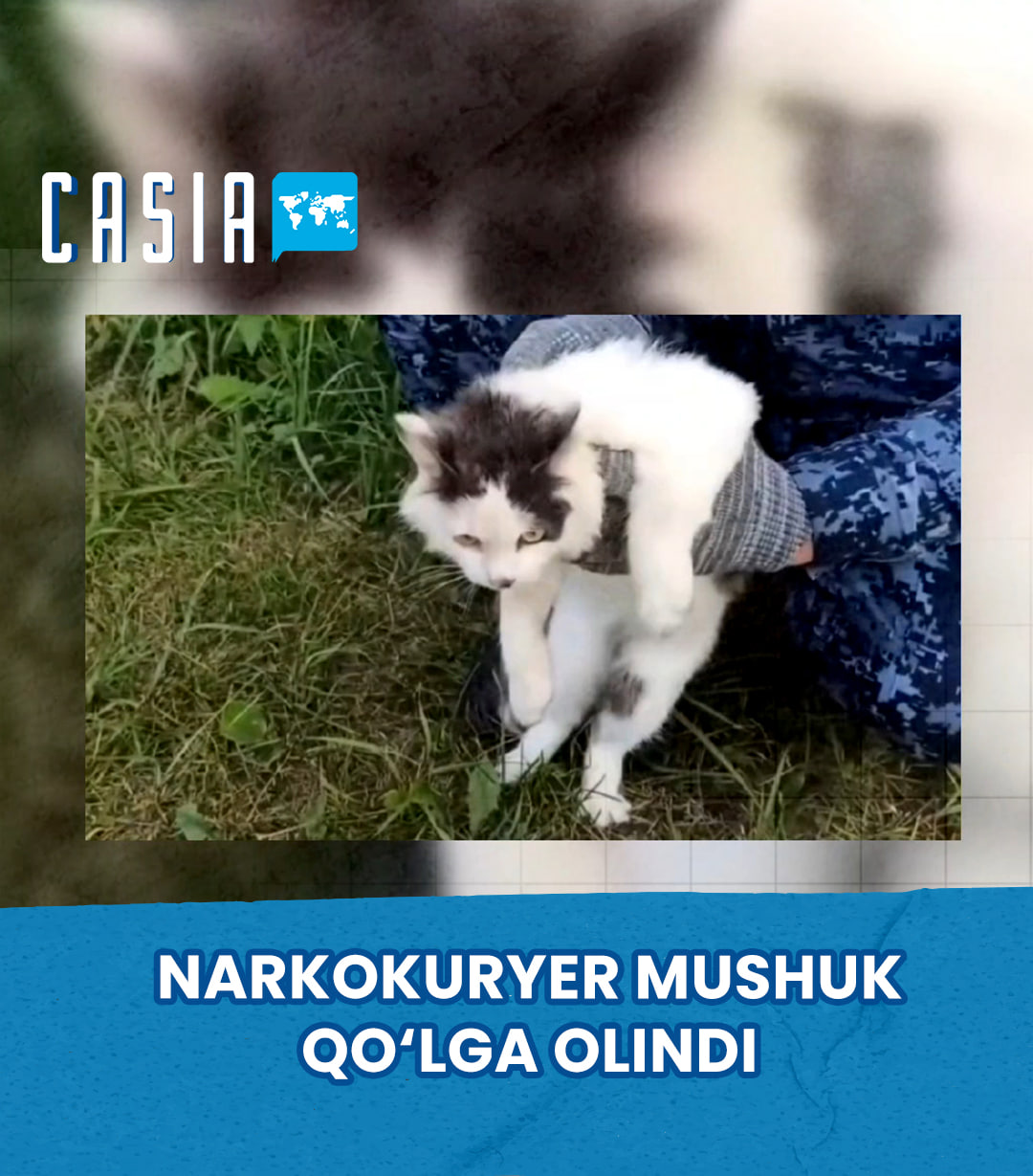 Cat caught carrying drugs into a Russian prison colony