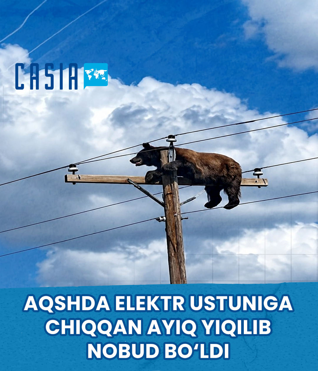 Bear climbs to the top of a utility pole