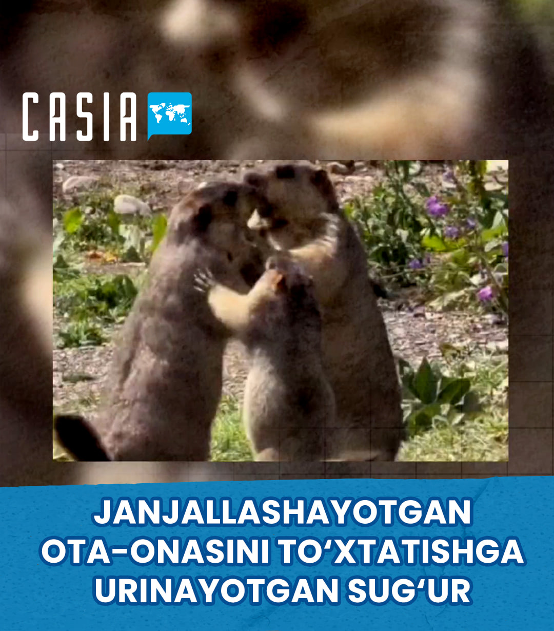 Little marmot trying to stop its parents’ quarrel becomes an internet star