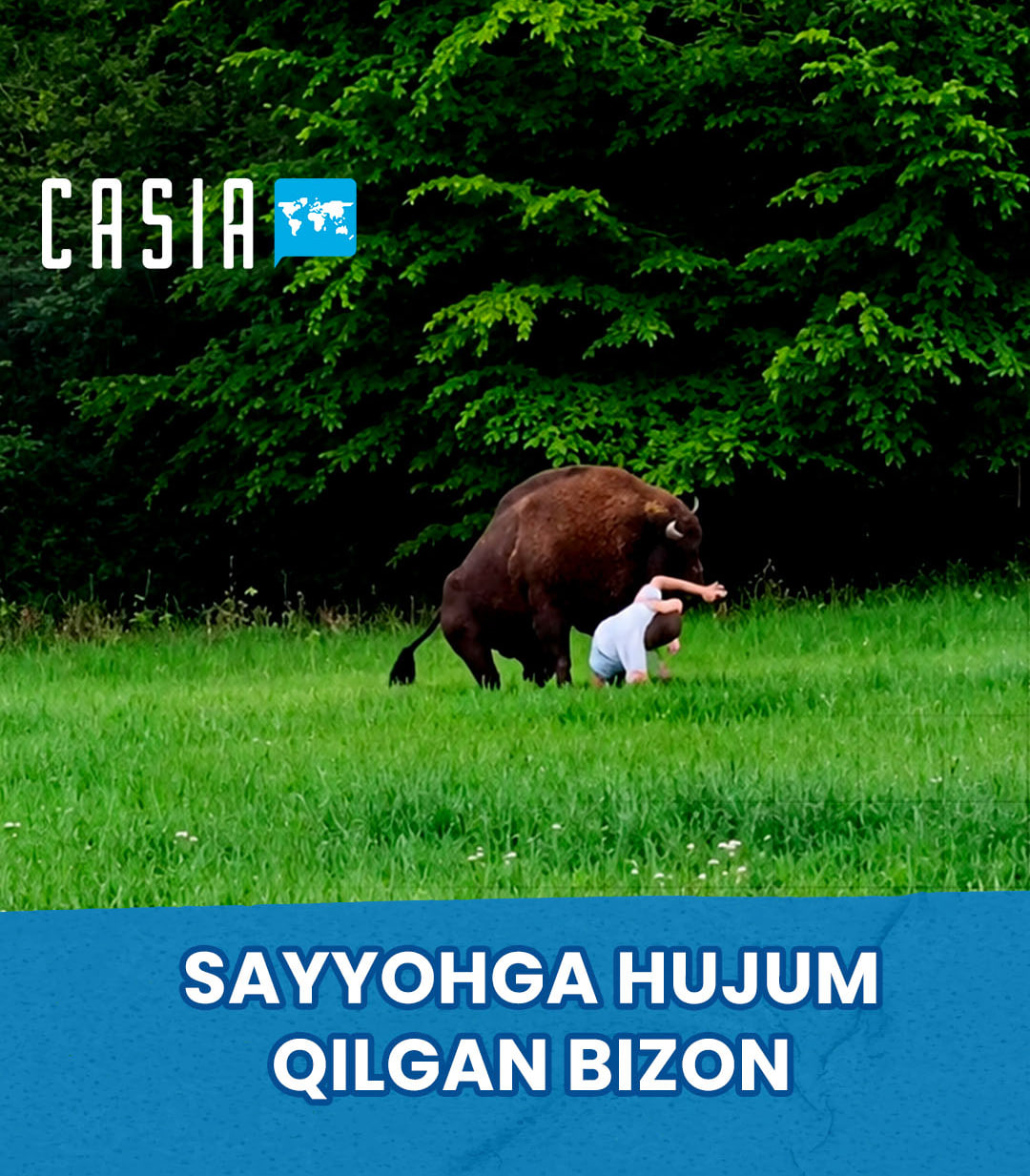 Bison attacks tourist in Poland