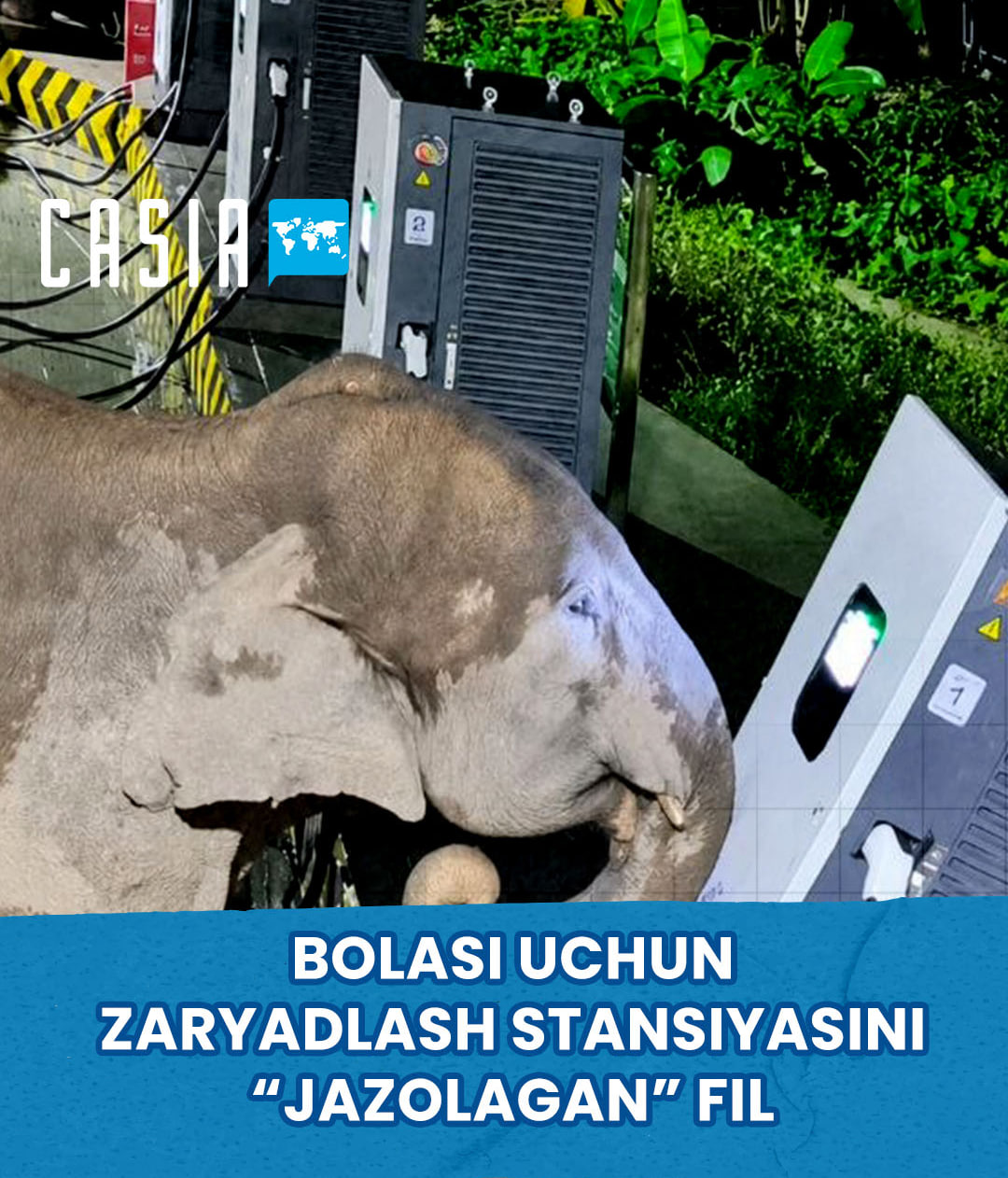🐘 Elephant mother “takes revenge” on EV charging station after calf gets tangled in cable