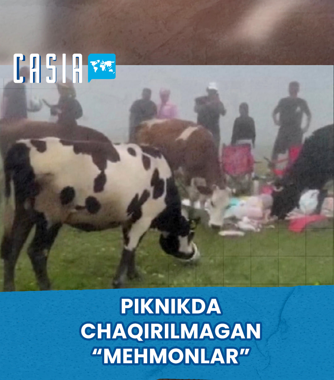 Cows “crash” family’s picnic in Turkey