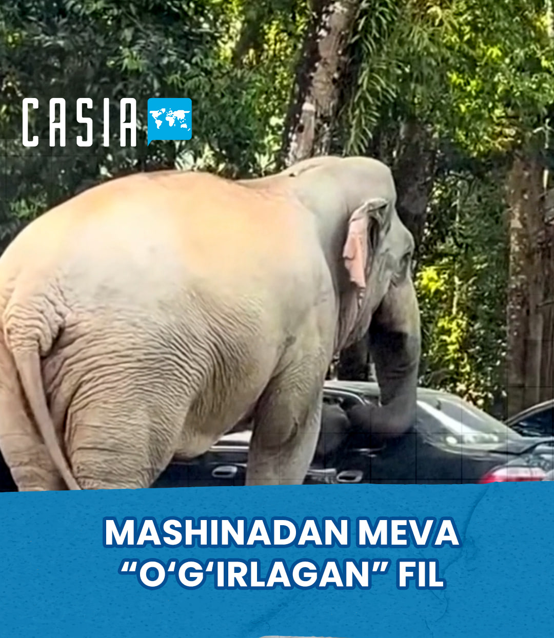 🐘 Elephant “steals” fruit from a car in Thailand