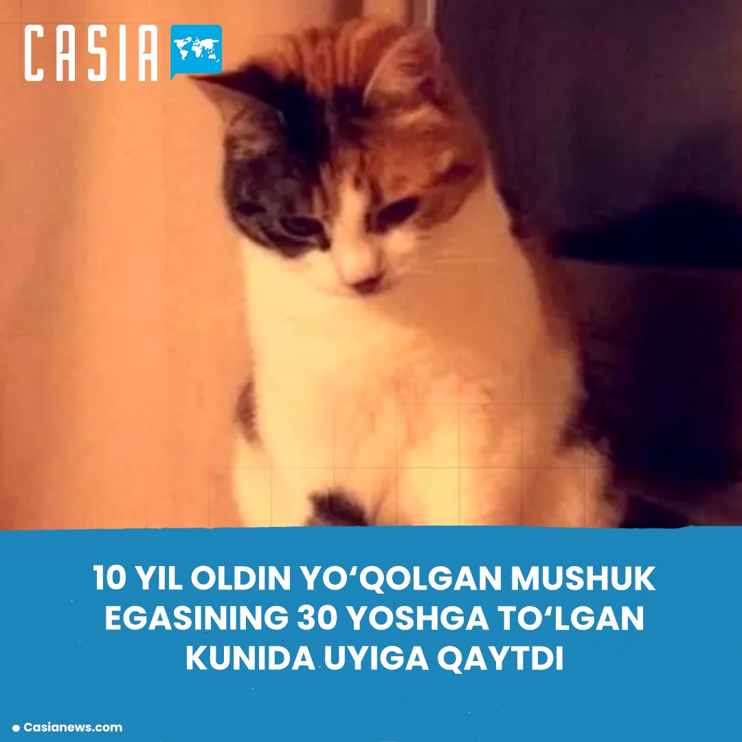 Cat Lost 10 Years Ago in Britain Returns Home