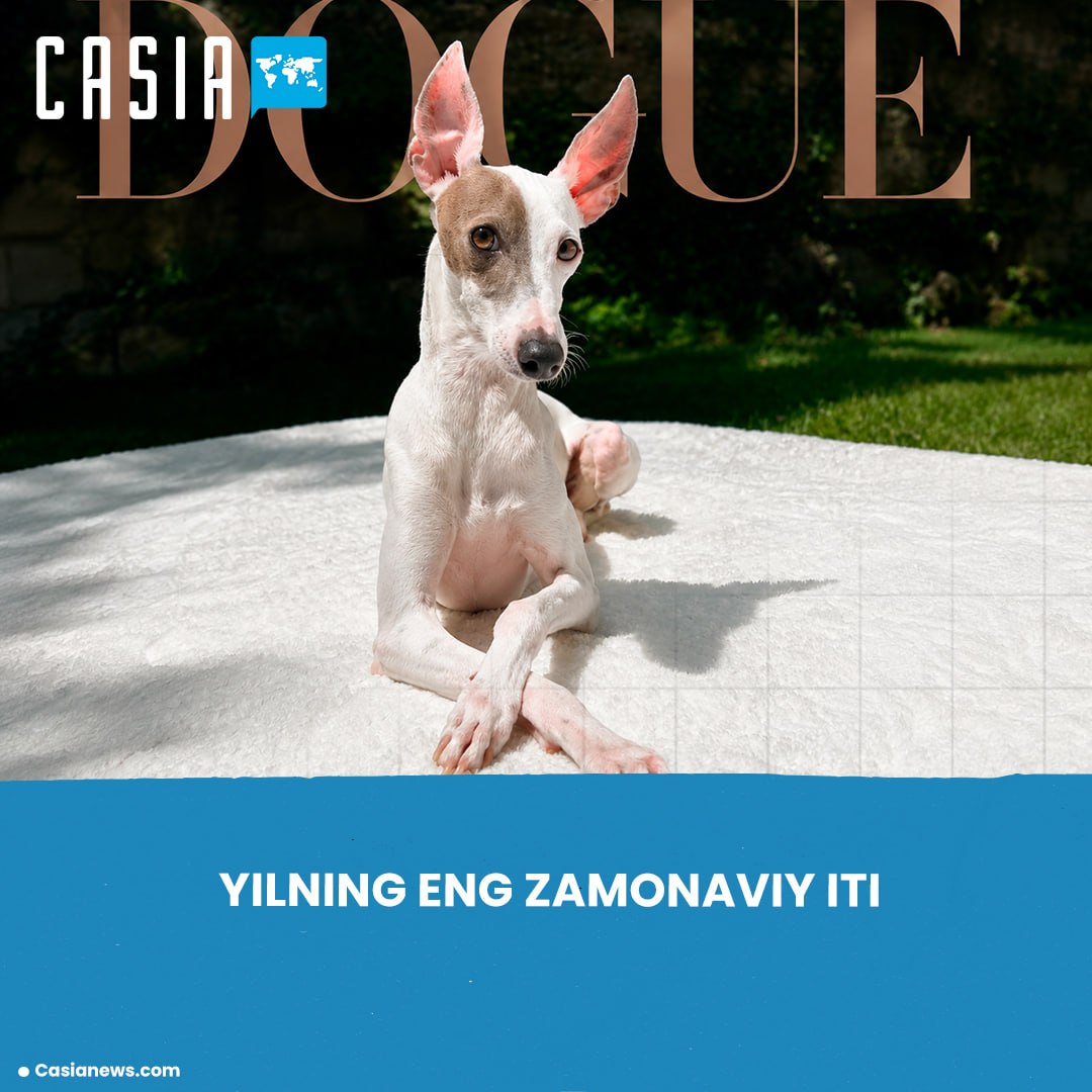 The Most Stylish Dog of 2026 Has Been Named
