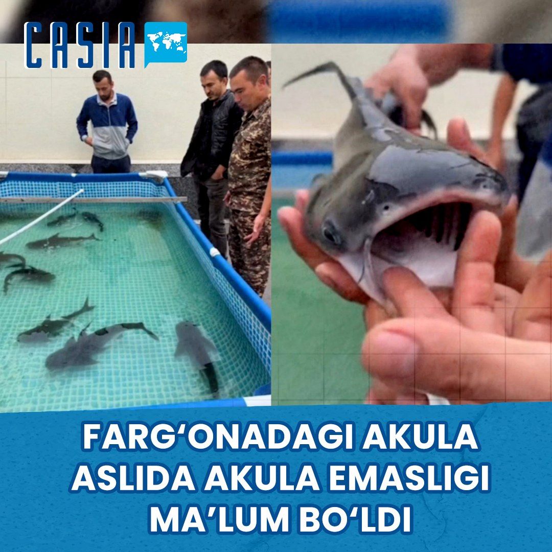 Not a shark, but a “shark-like catfish”: details clarified about the incident in Fergana