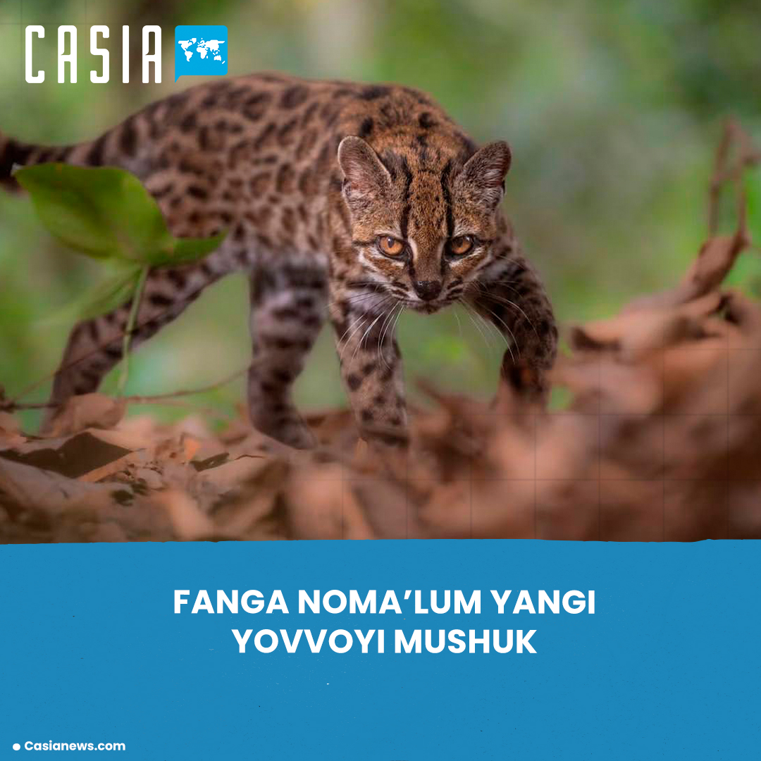 Scientists have identified a new species of cat in Bolivia.