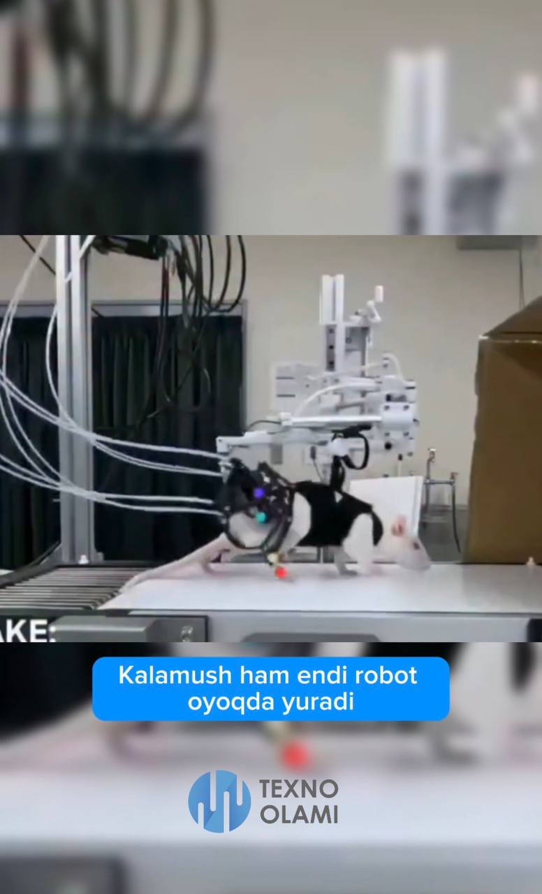 Rats Can Now Walk Using Robotic Legs