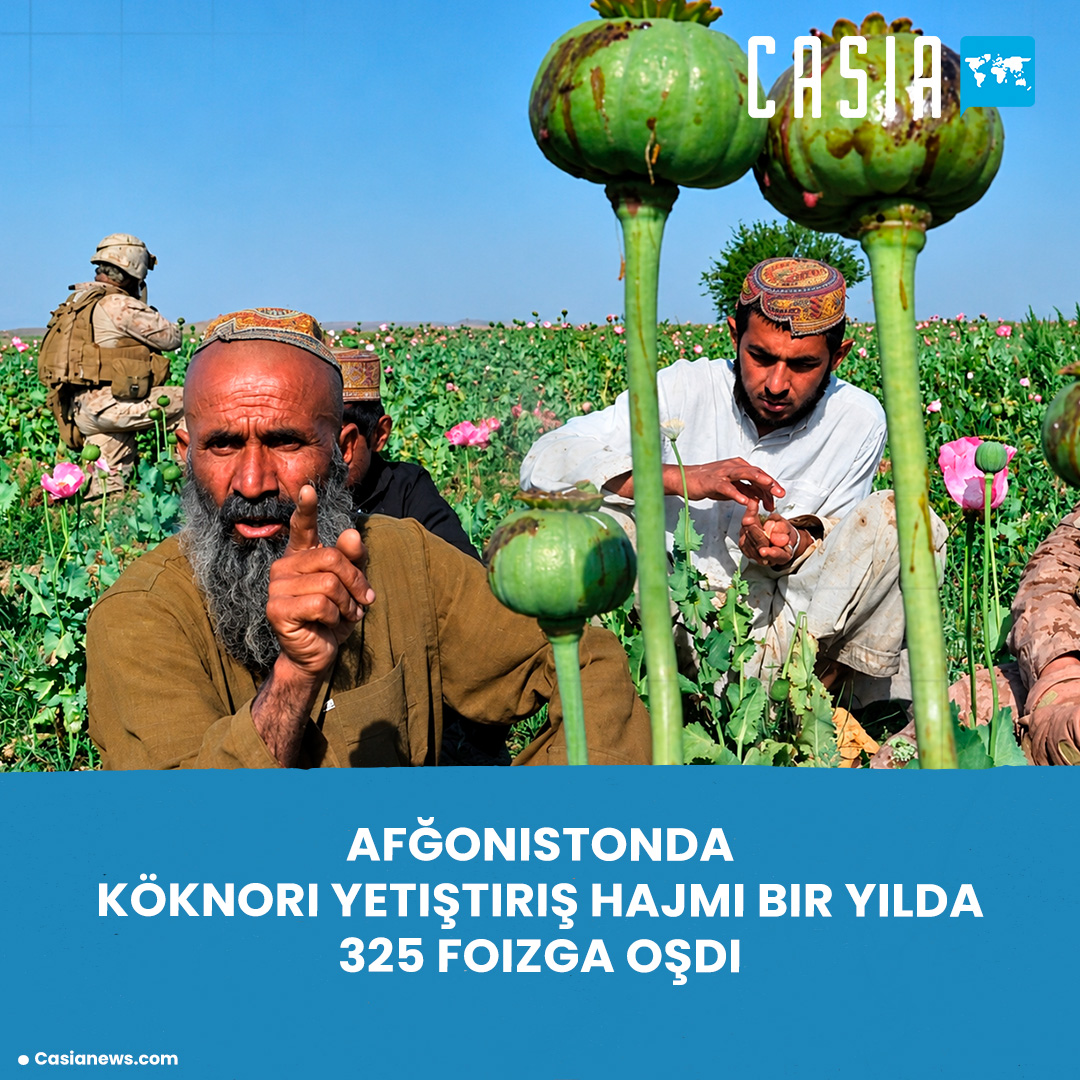 Afğonistonda köknori yetiştiriş hajmi bir yilda 325 foizga oşdi